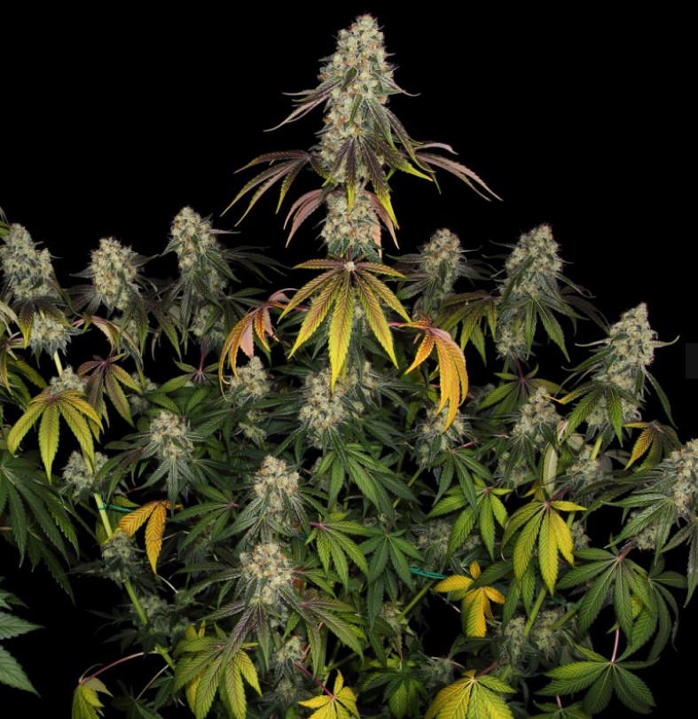 French Cookies, T.H. Seeds - Bild 4