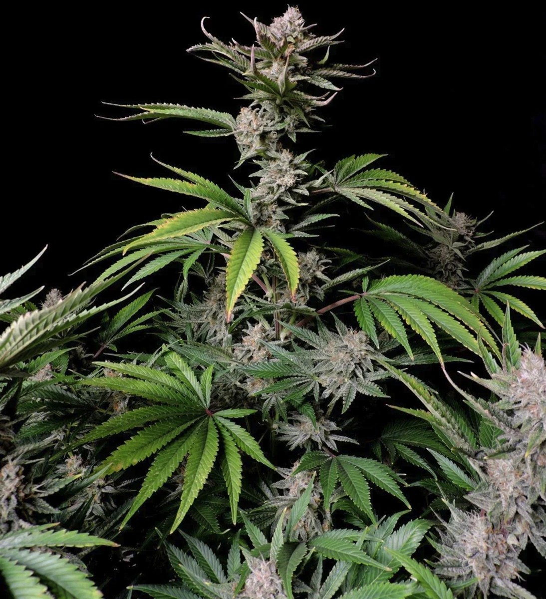 Cherry Cola Auto, Fastbuds - Bild 2