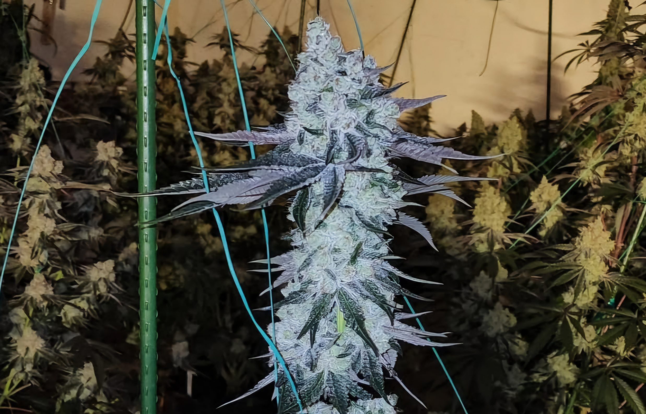 All the Sauces R1, Ethos Genetics - Bild 1