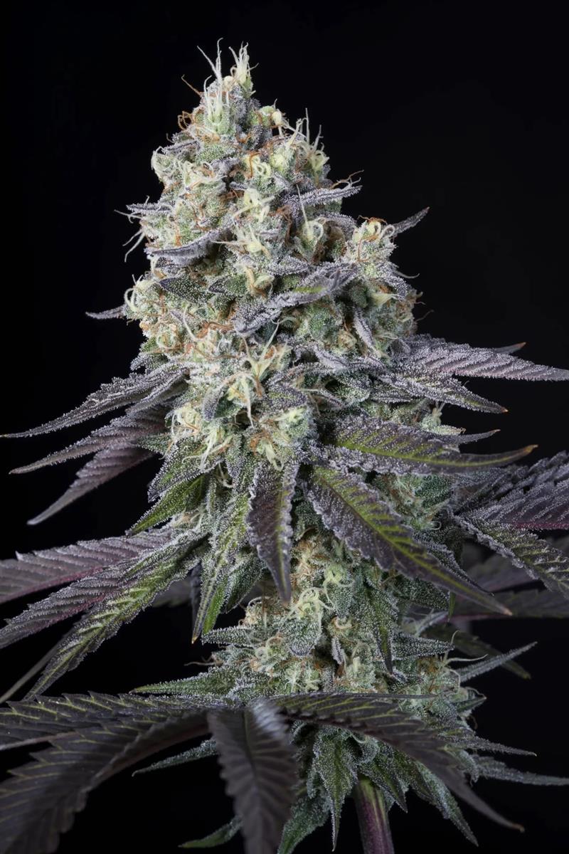 Purple Mints, Paradise Seeds - Bild 1