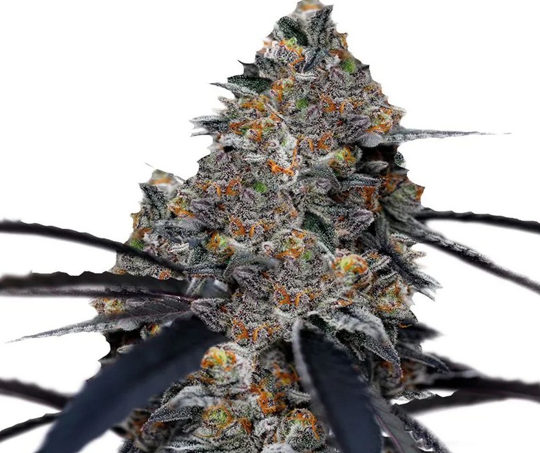 San Fernando Valley x Purps, Growers Choice - Bild 2