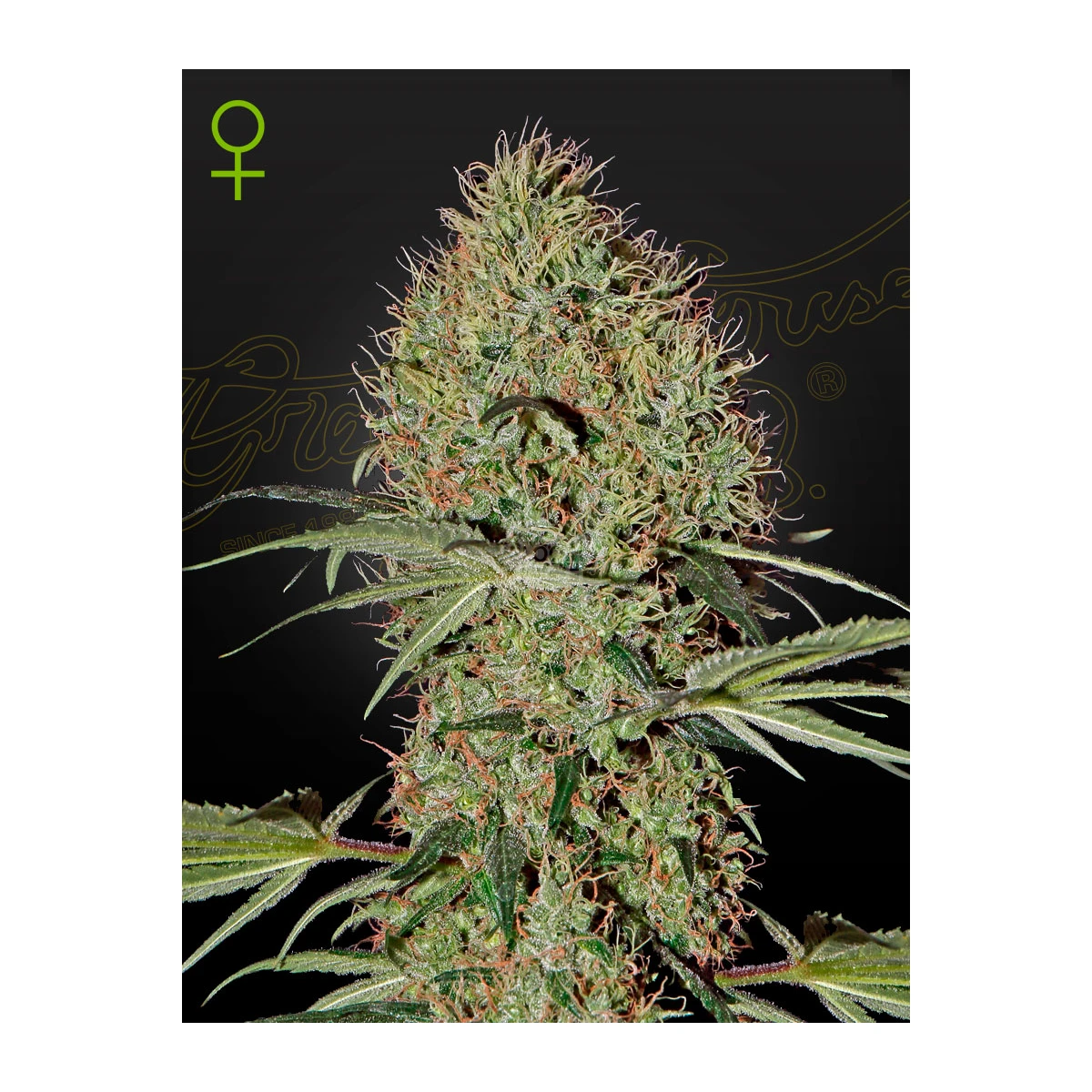 Super Bud Auto