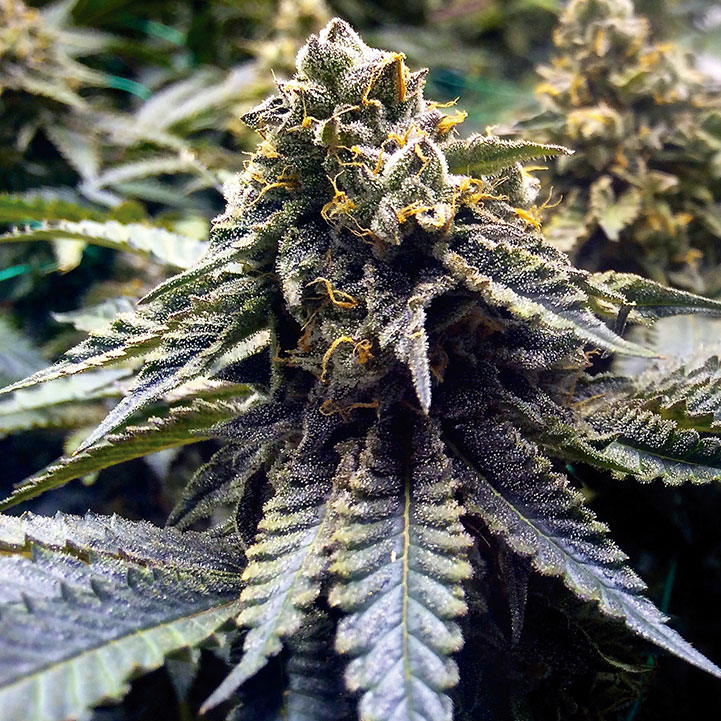 Chocolate Mint OG
