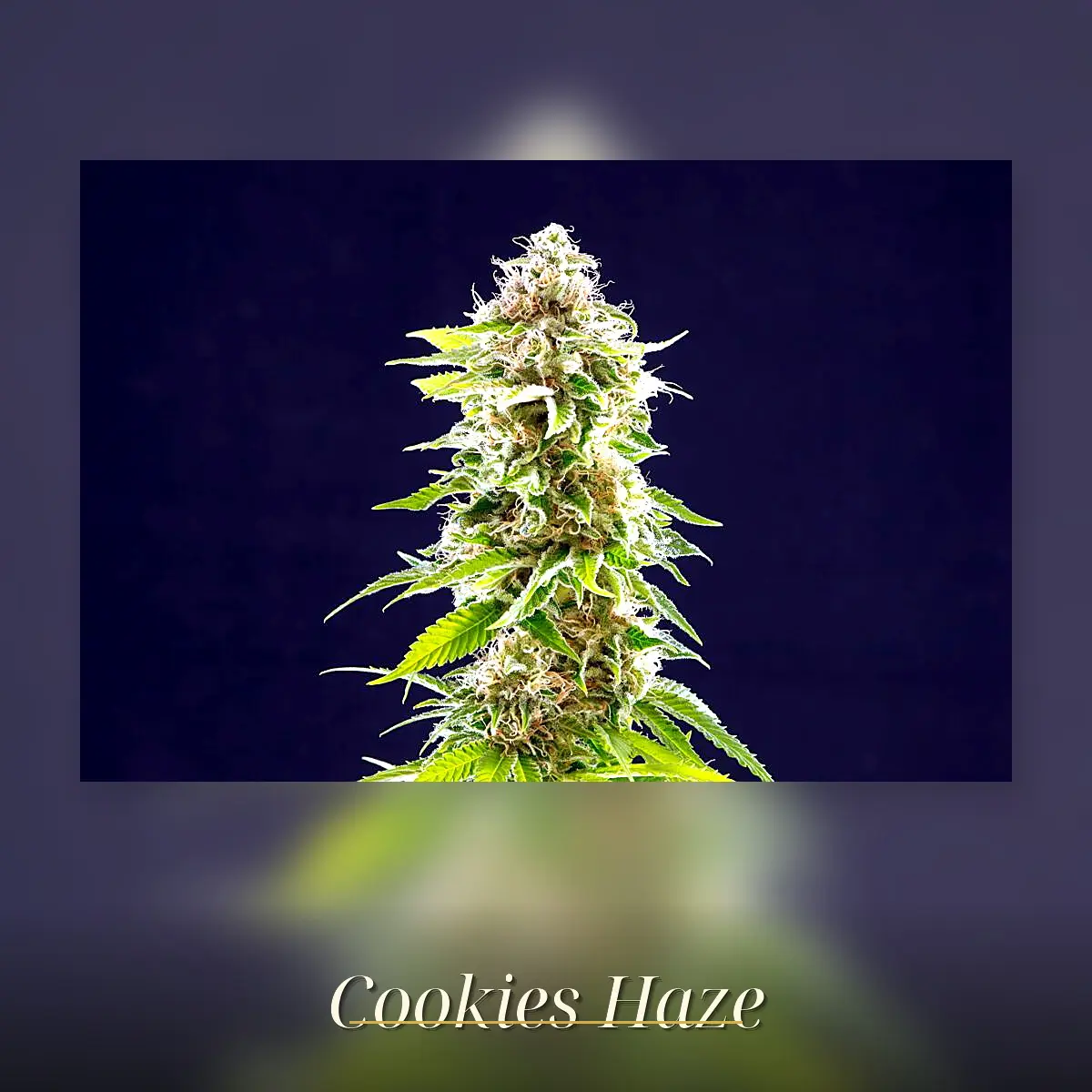 Cookies Haze - Bild 1