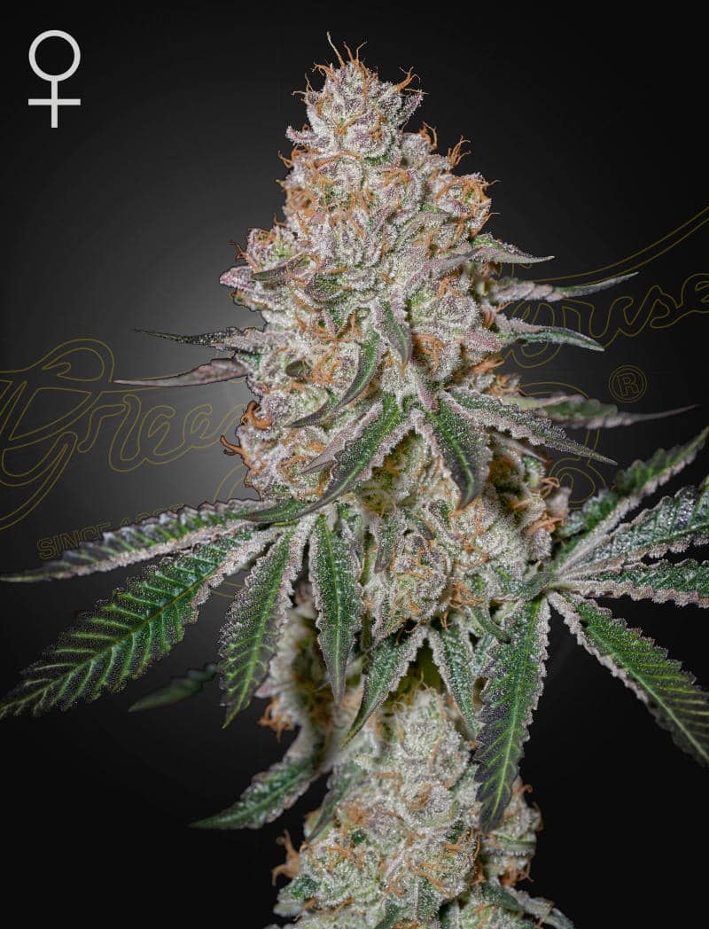 Highcloudz