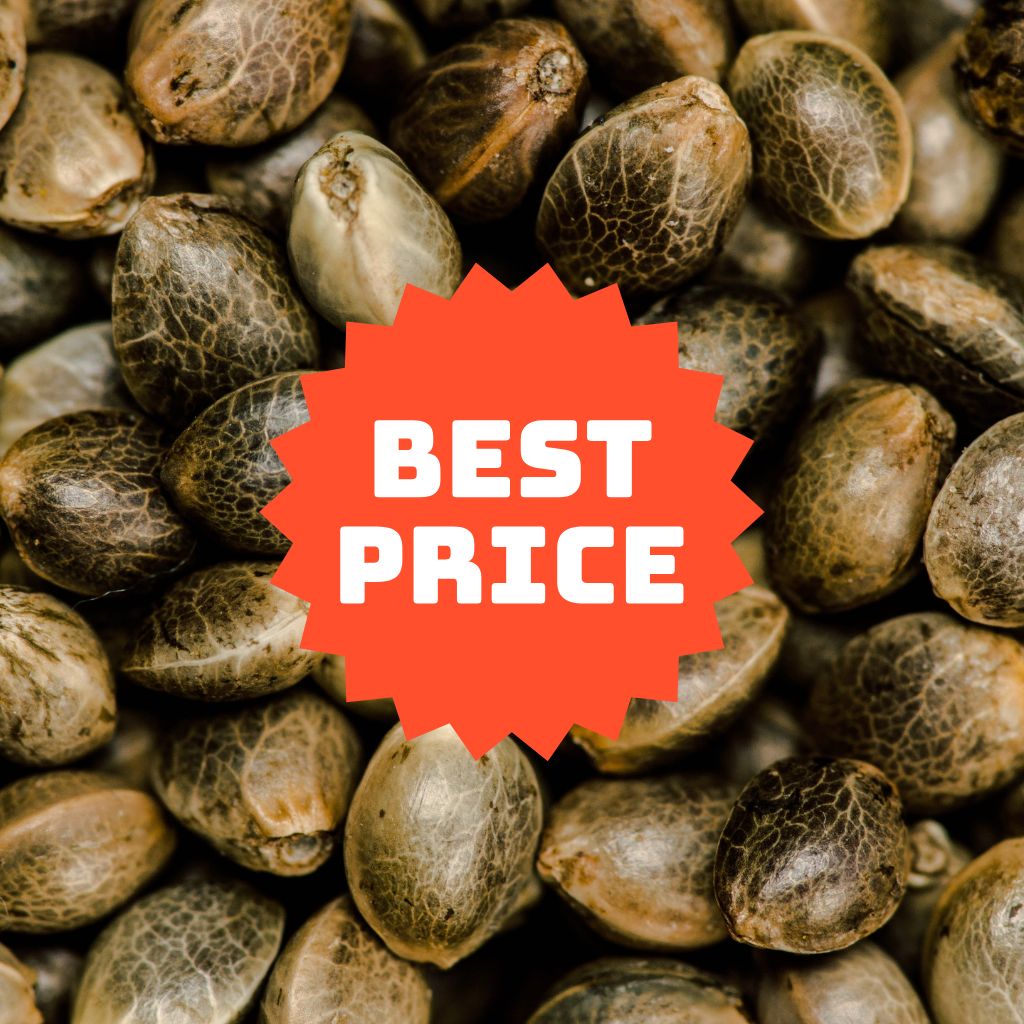 Preisgünstige Seeds