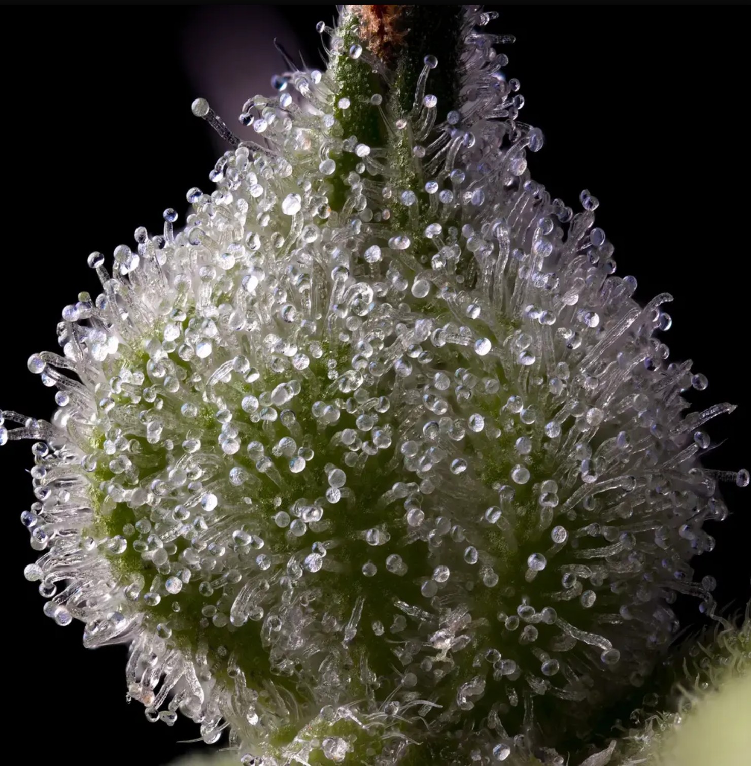 Mendo Breath, Barneys Farm - Bild 2