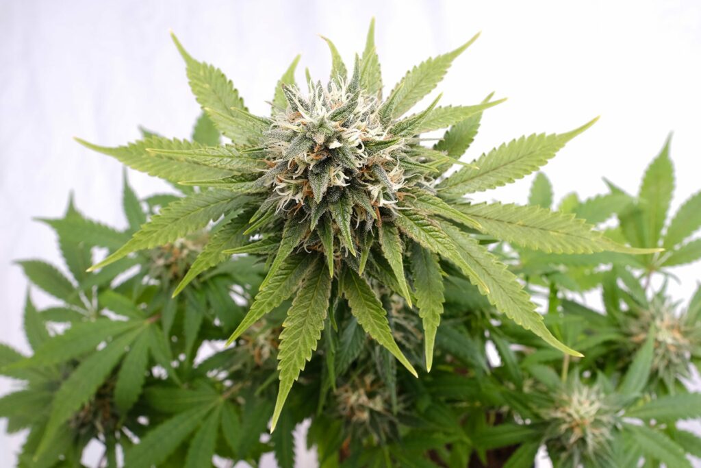 Silver Widow Silver Widow