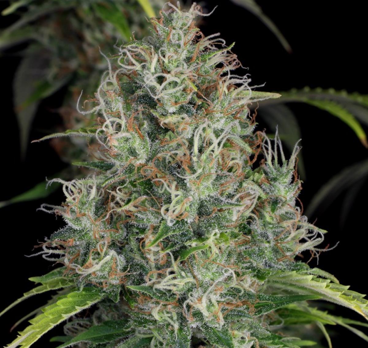 S.A.G.E. CBD, T.H. Seeds - Bild 4