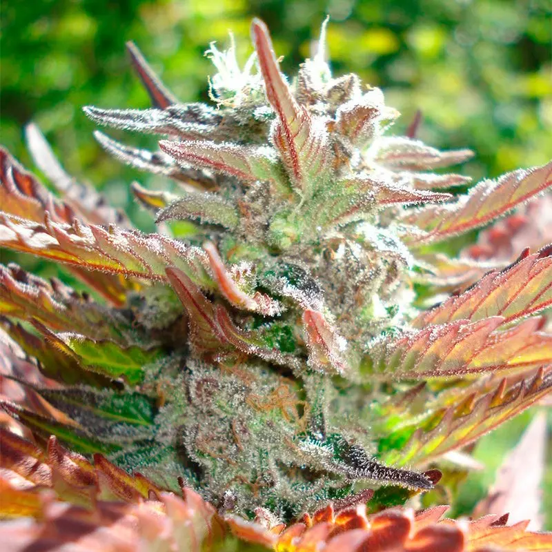 Zkittlez 2.0 - Bild 4