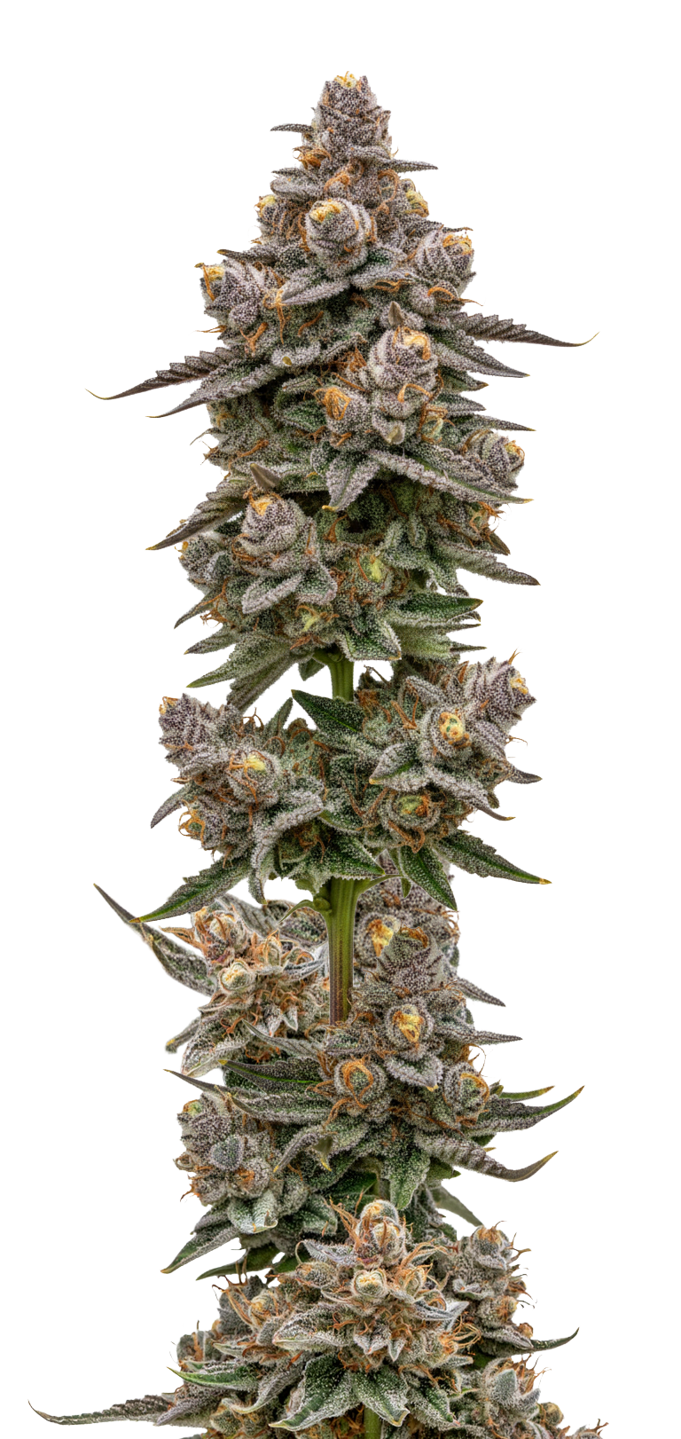 Blue Zeclair, Growers Choice - Bild 1