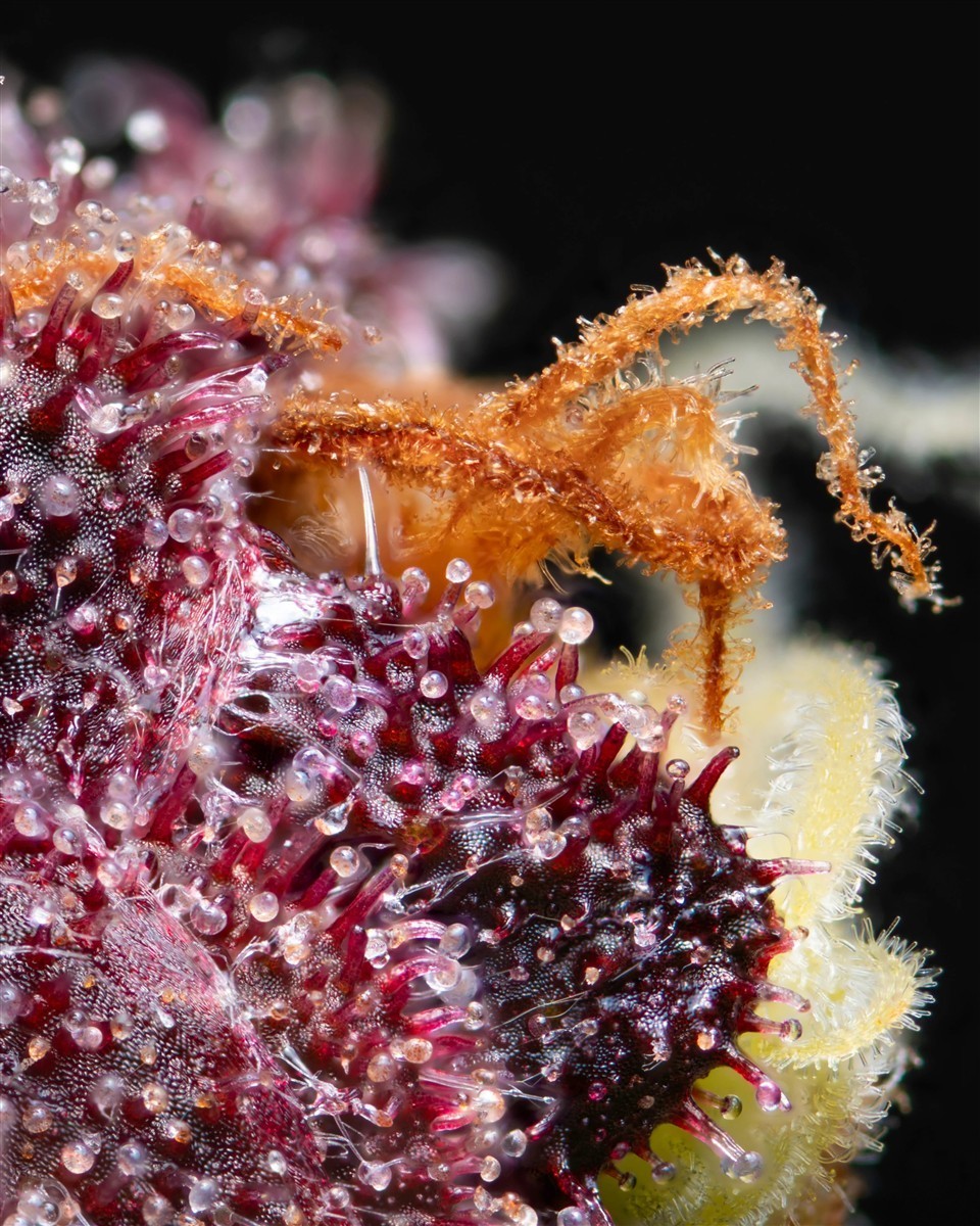 Hightere Kirsche, Kannabia Seed Company - Bild 3