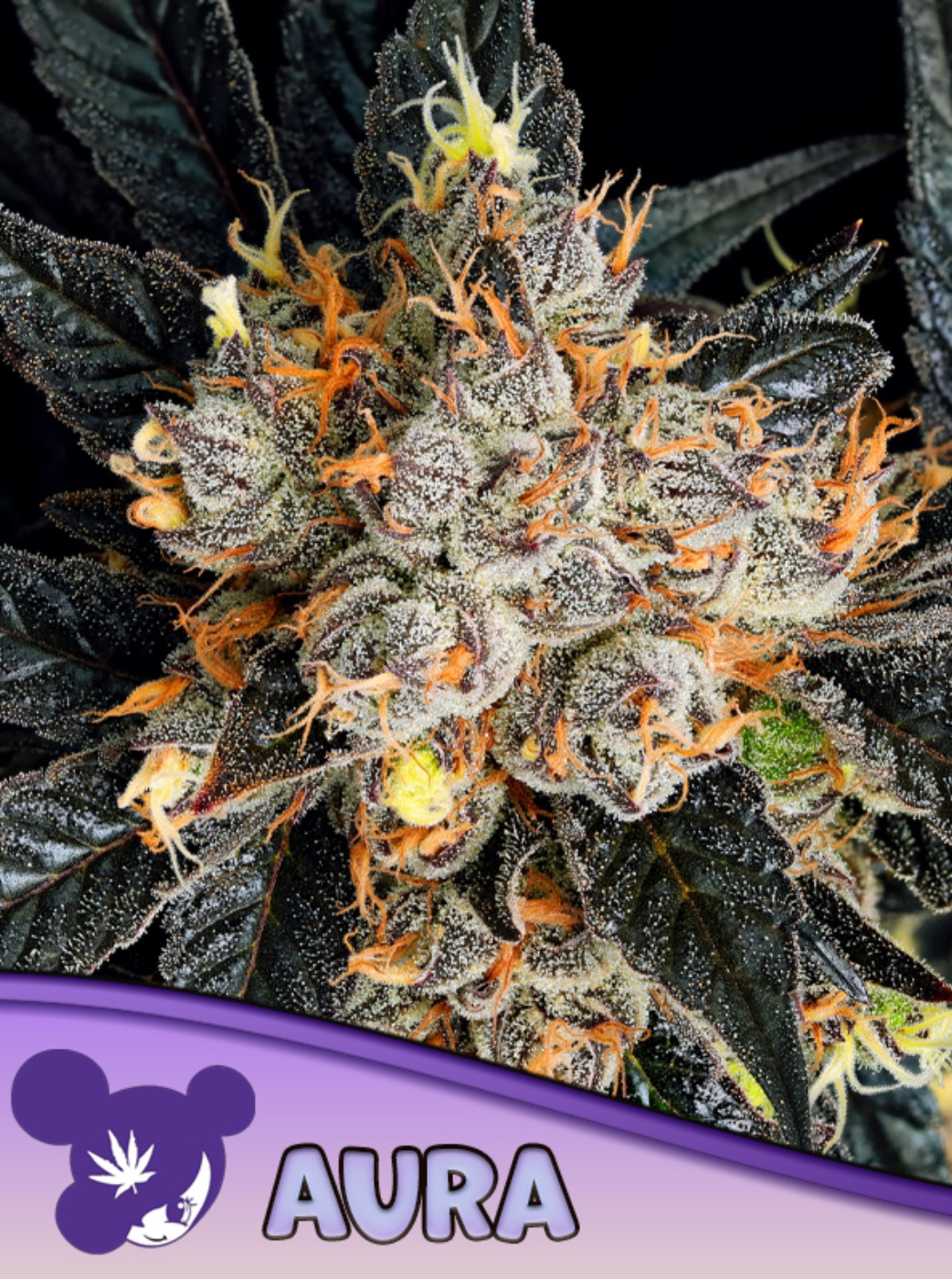 Aura, Anesia - Bild 1