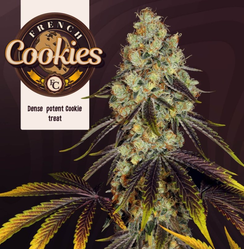 French Cookies, T.H. Seeds - Bild 1