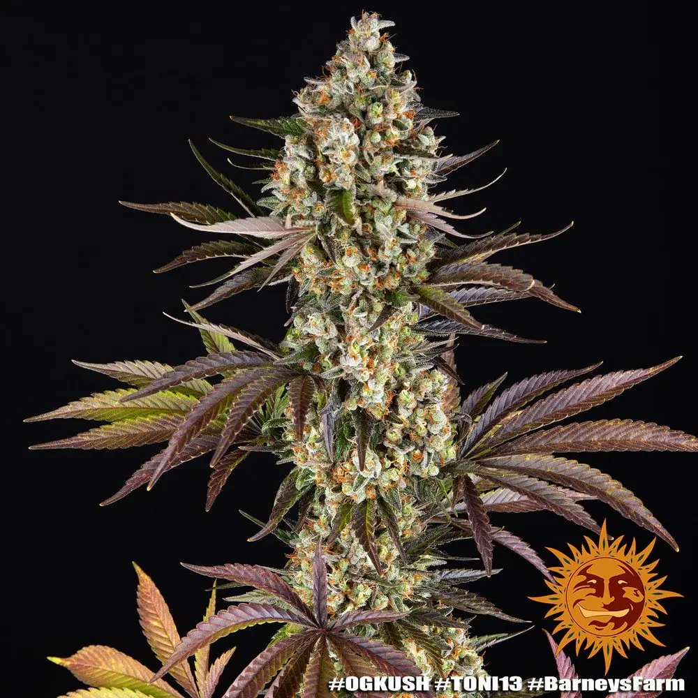 OG Kush - Bild 1