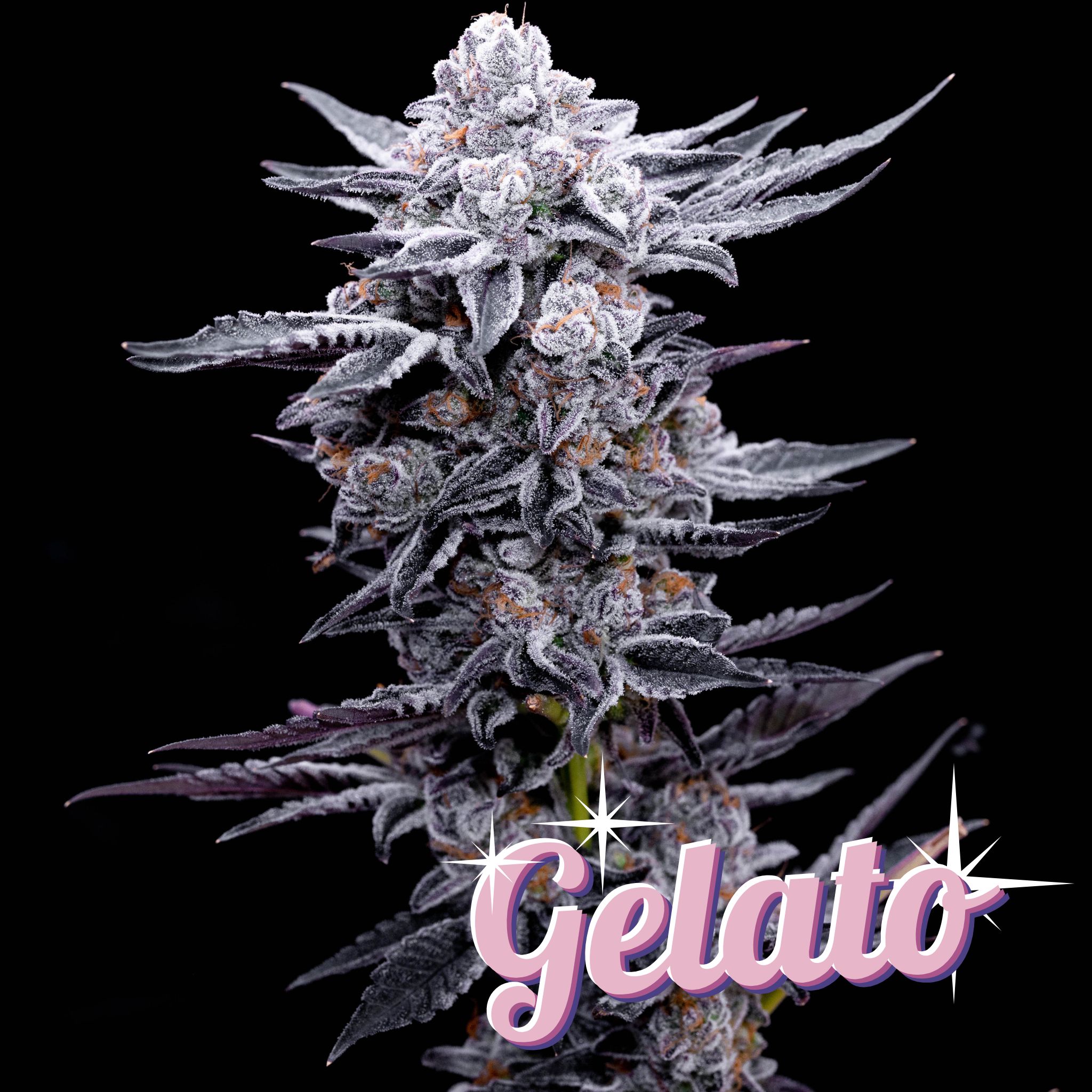 Supreme Seeds - Gelato - Feminisierte cannabissamen kaufen