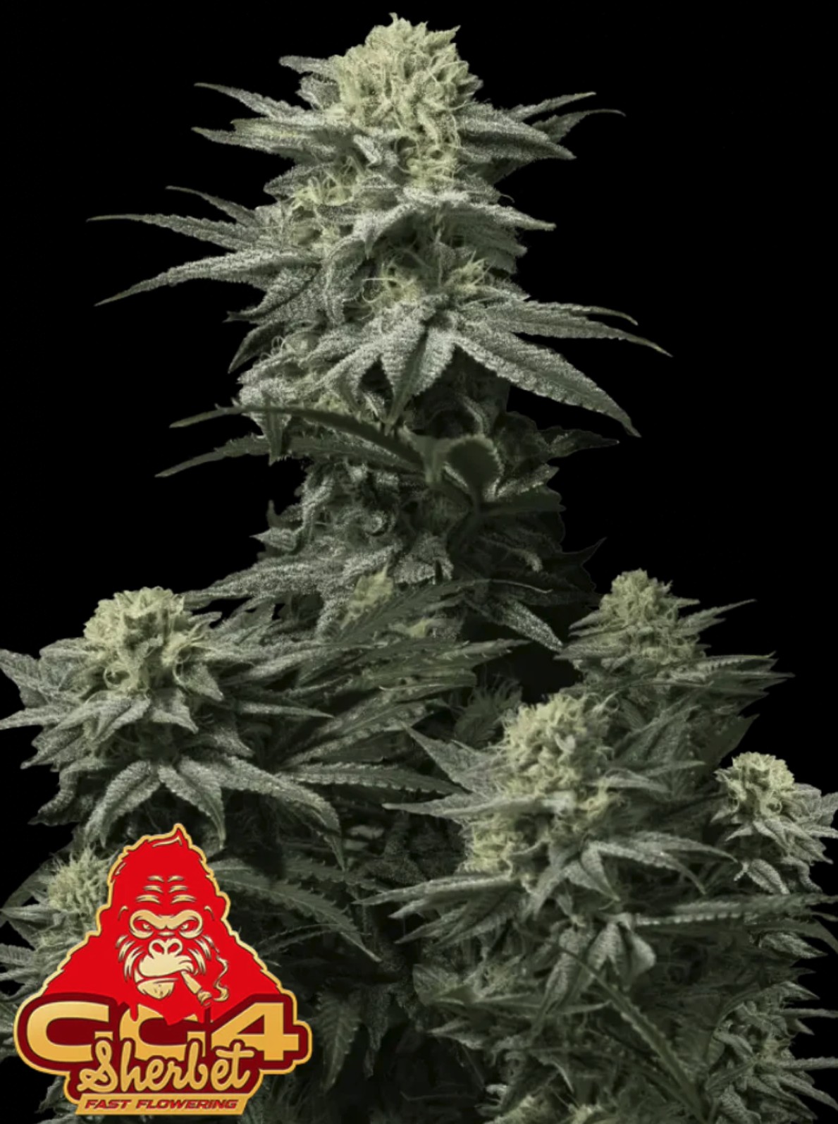 GG4 Sherbet FF, Fastbuds - Bild 1