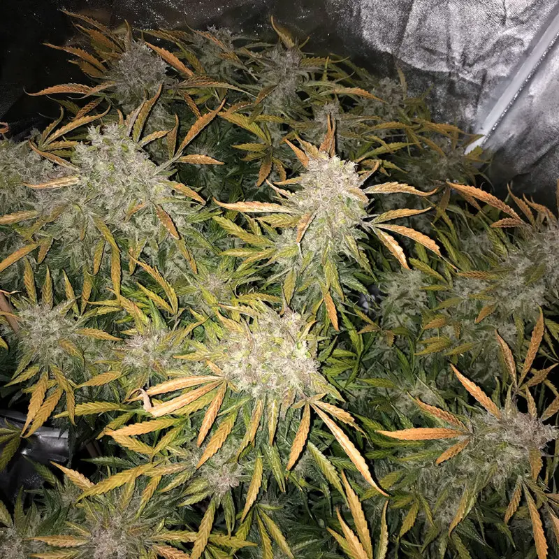 CBD Auto Charlotte’s Angel - Bild 4