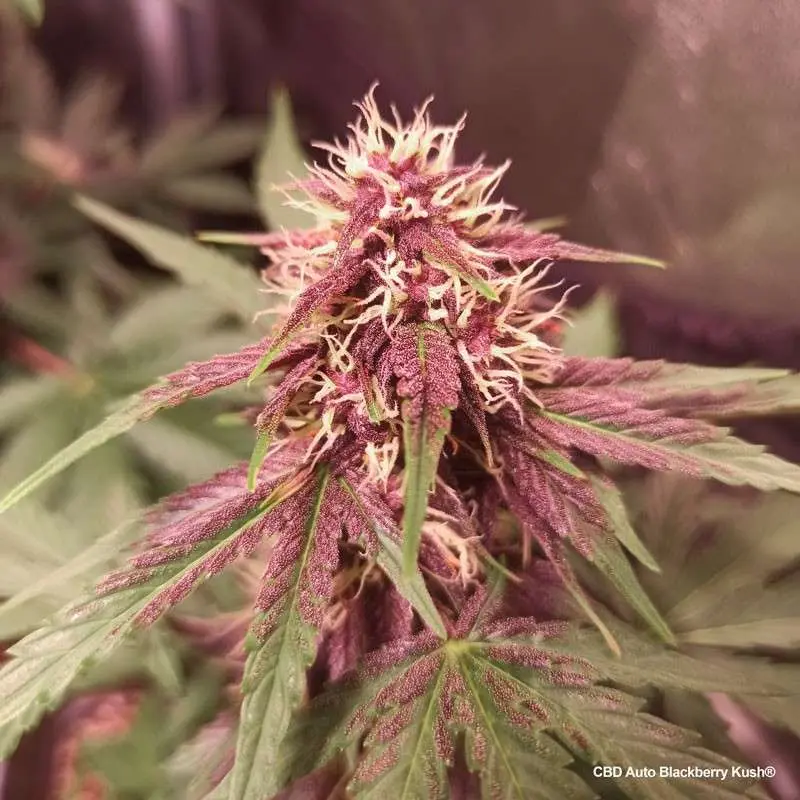 CBD Auto Blackberry Kush® - Bild 2