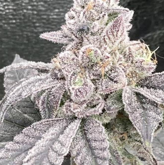 Jelly Breath S1, In House Genetics - Bild 1