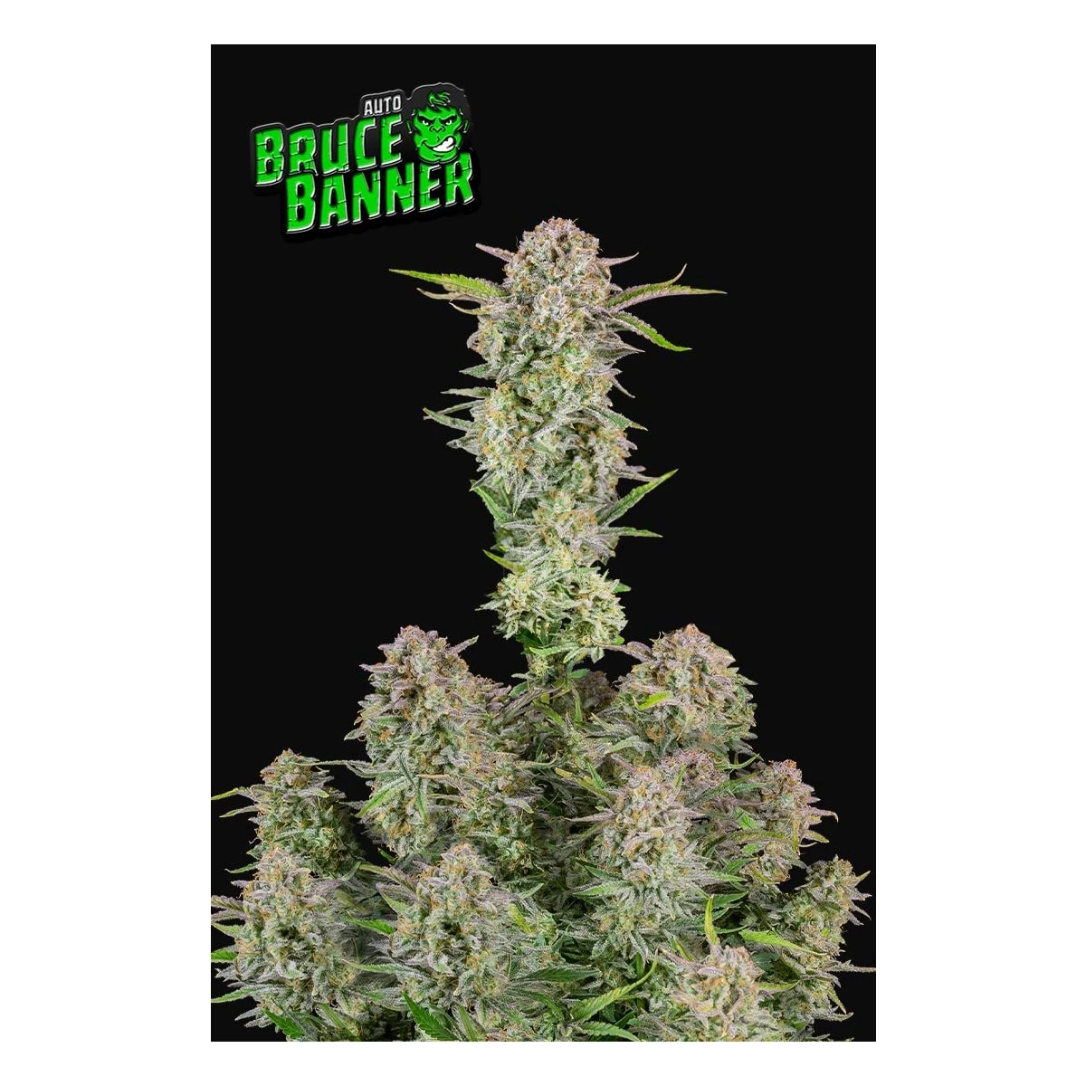 Bruce Banner Auto