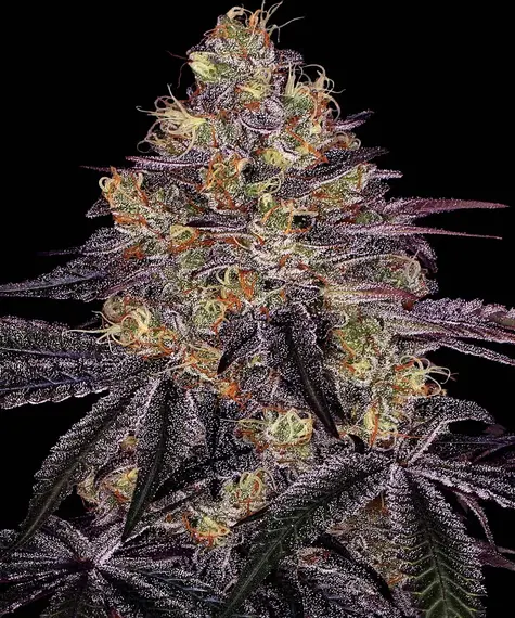 Watermelon Zkittlez Watermelon Zkittlez