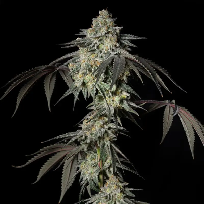 Mint Candy - Bild 3