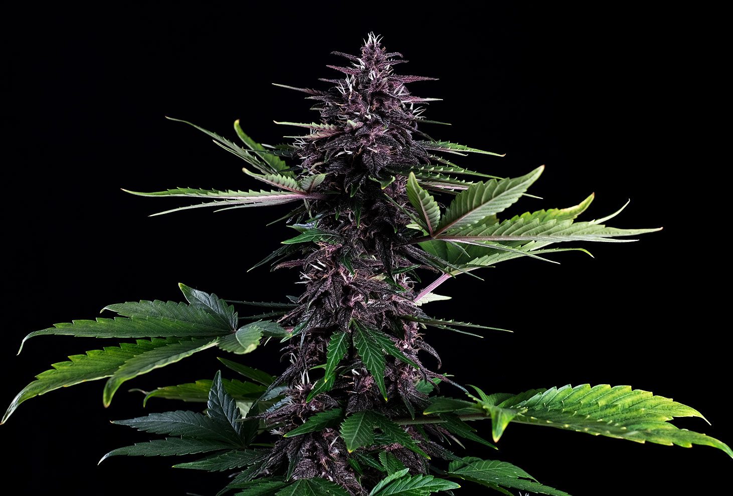 Swiss Dream Rosé Auto CBD