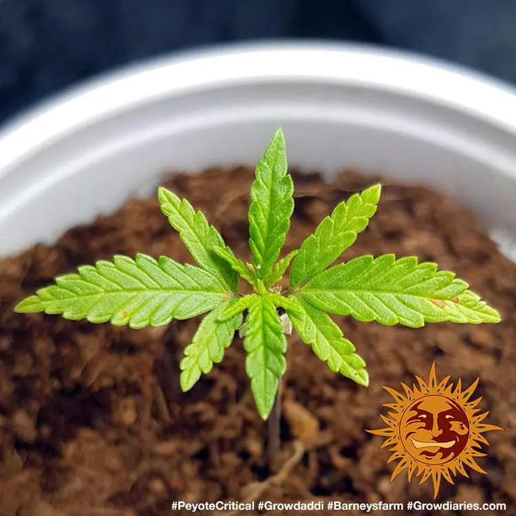 Peyote Critical - Bild 2