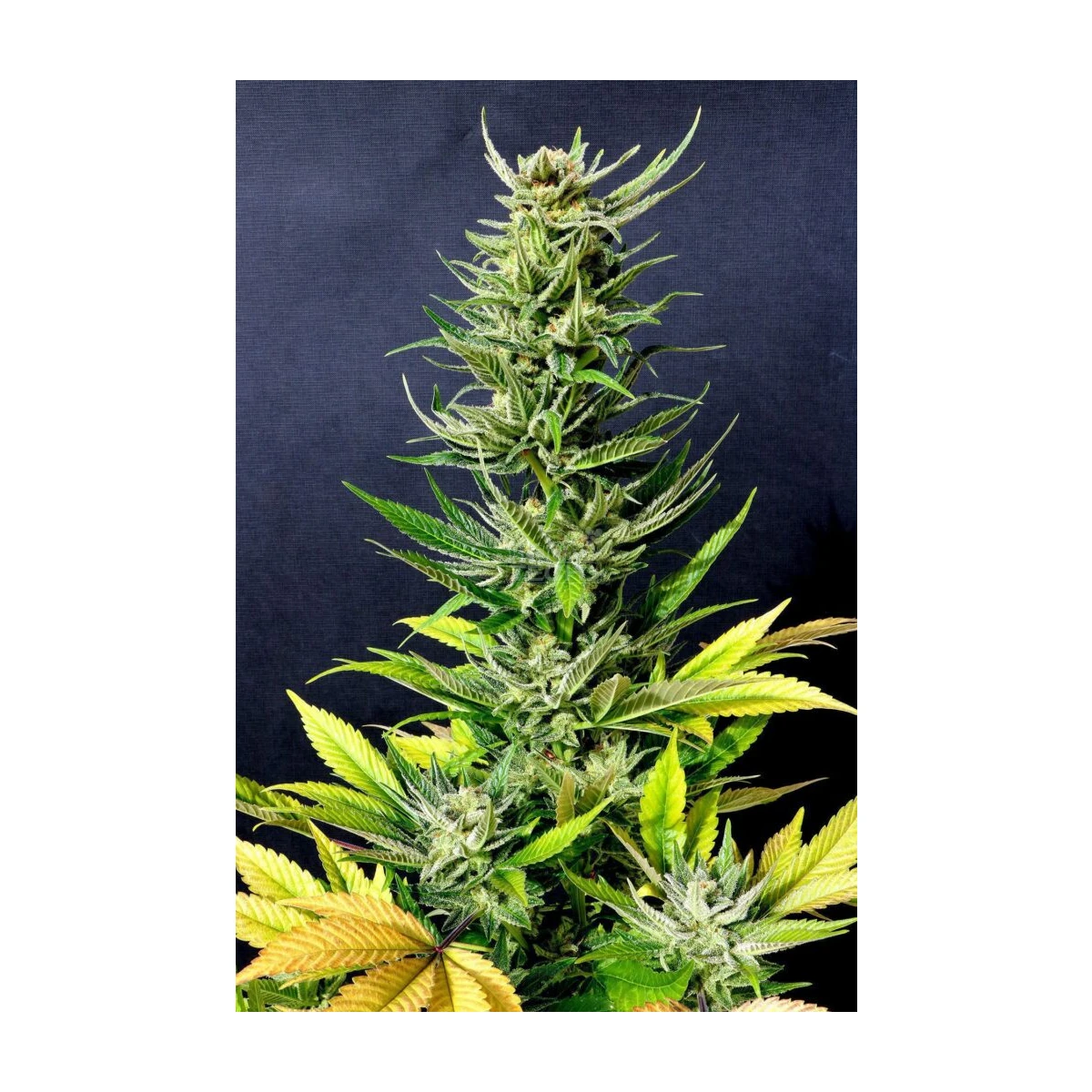 Karribean Mango