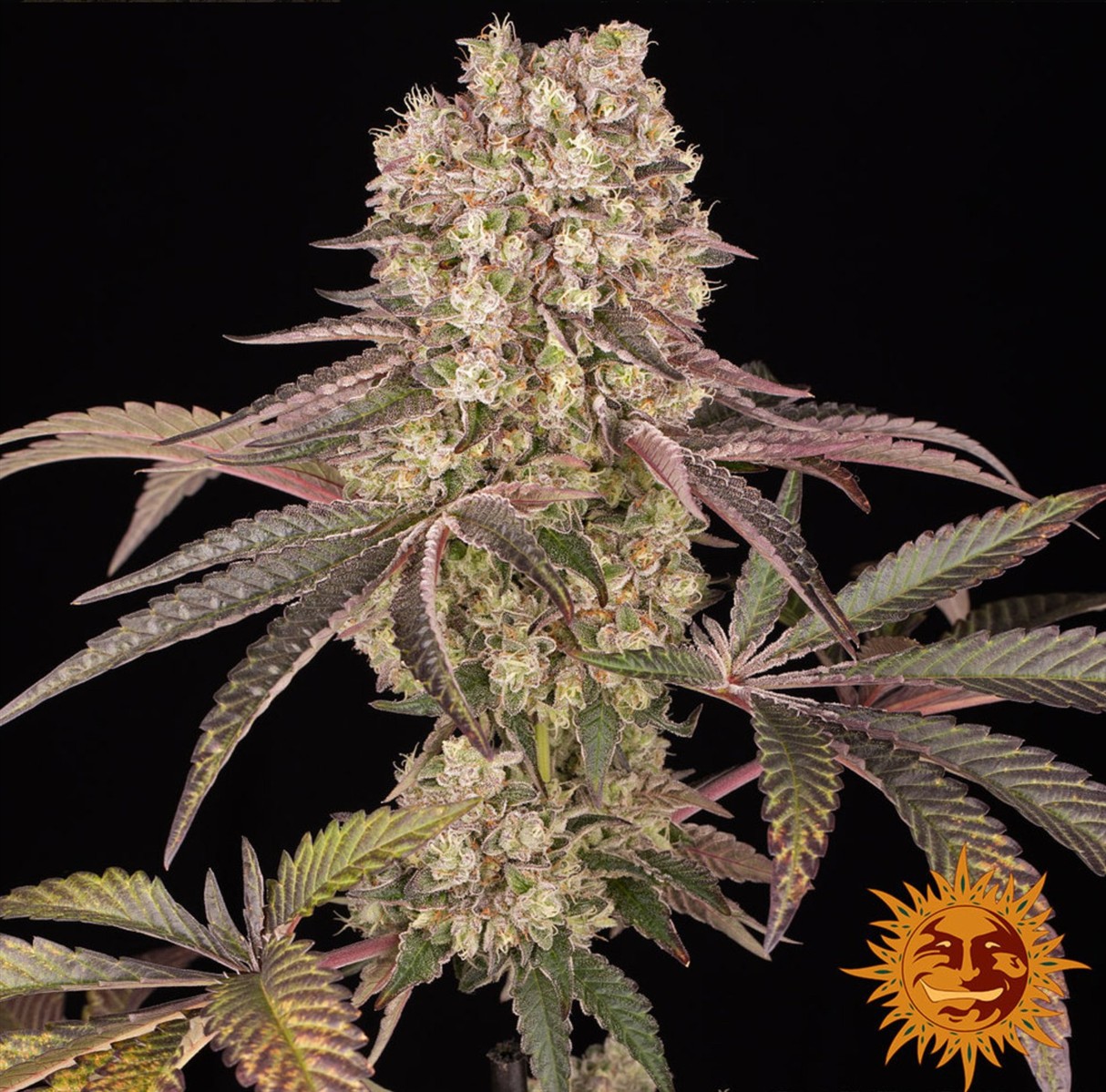 Runtz Muffin, Barneys Farm - Bild 1