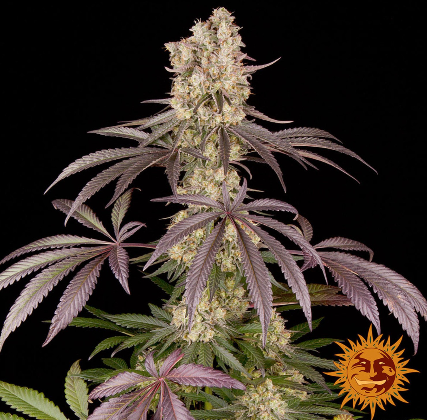 Runtz Muffin, Barneys Farm - Bild 3