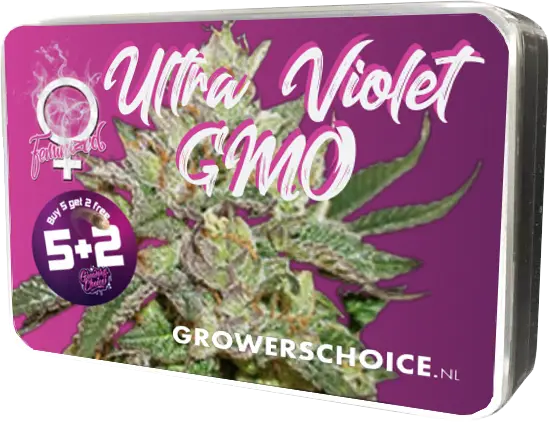Ultra Violet GMO - Bild 8