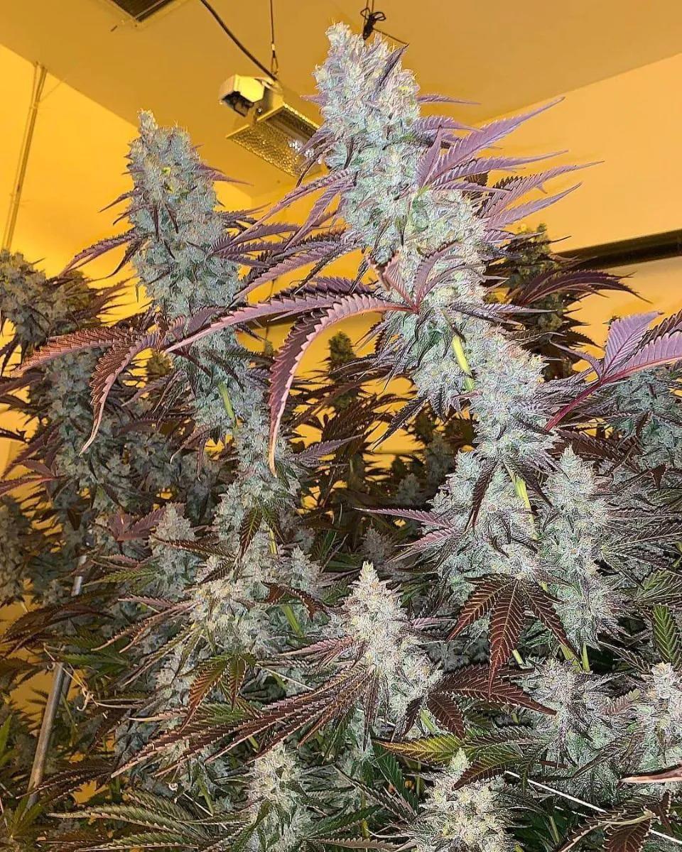 King Louis Garcia, Growers Choice - Bild 2