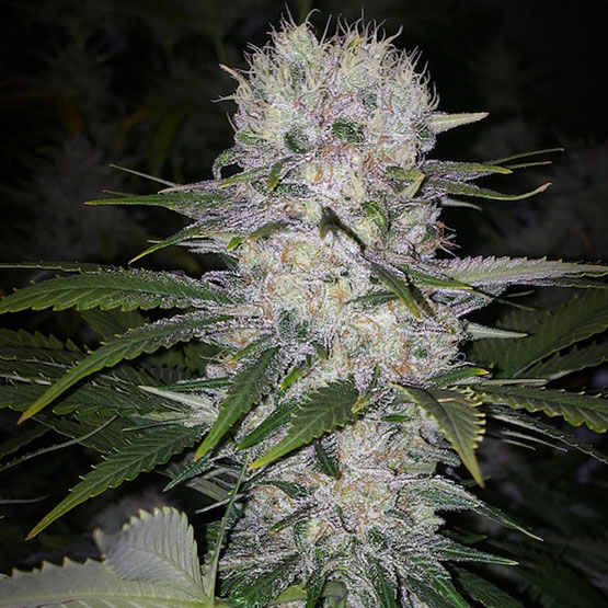 Skunk Hero RBX1, Ethos Genetics - Bild 1