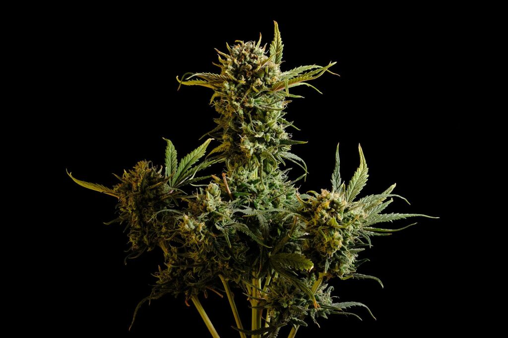 Gnomo Auto