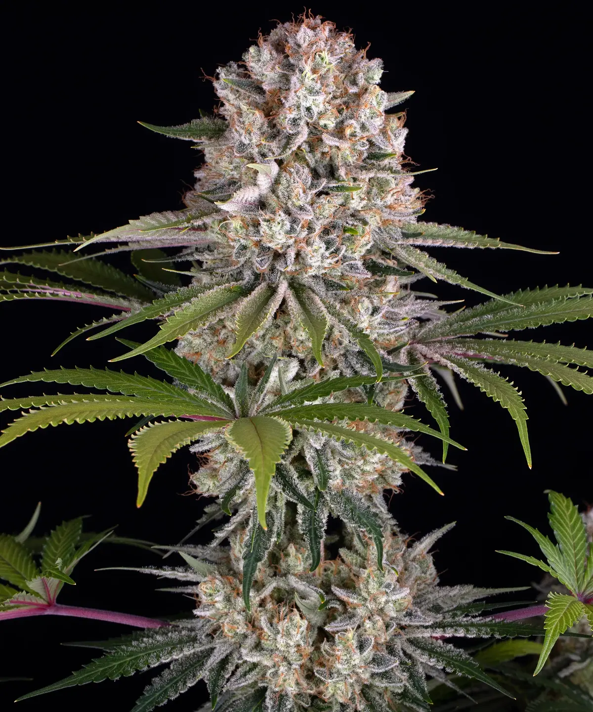 Amnesia Haze, Barneys Farm - Bild 1