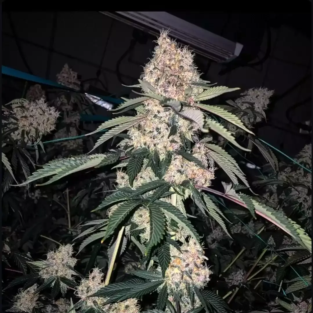 Lemon Whhip Haze IBL - Bild 1