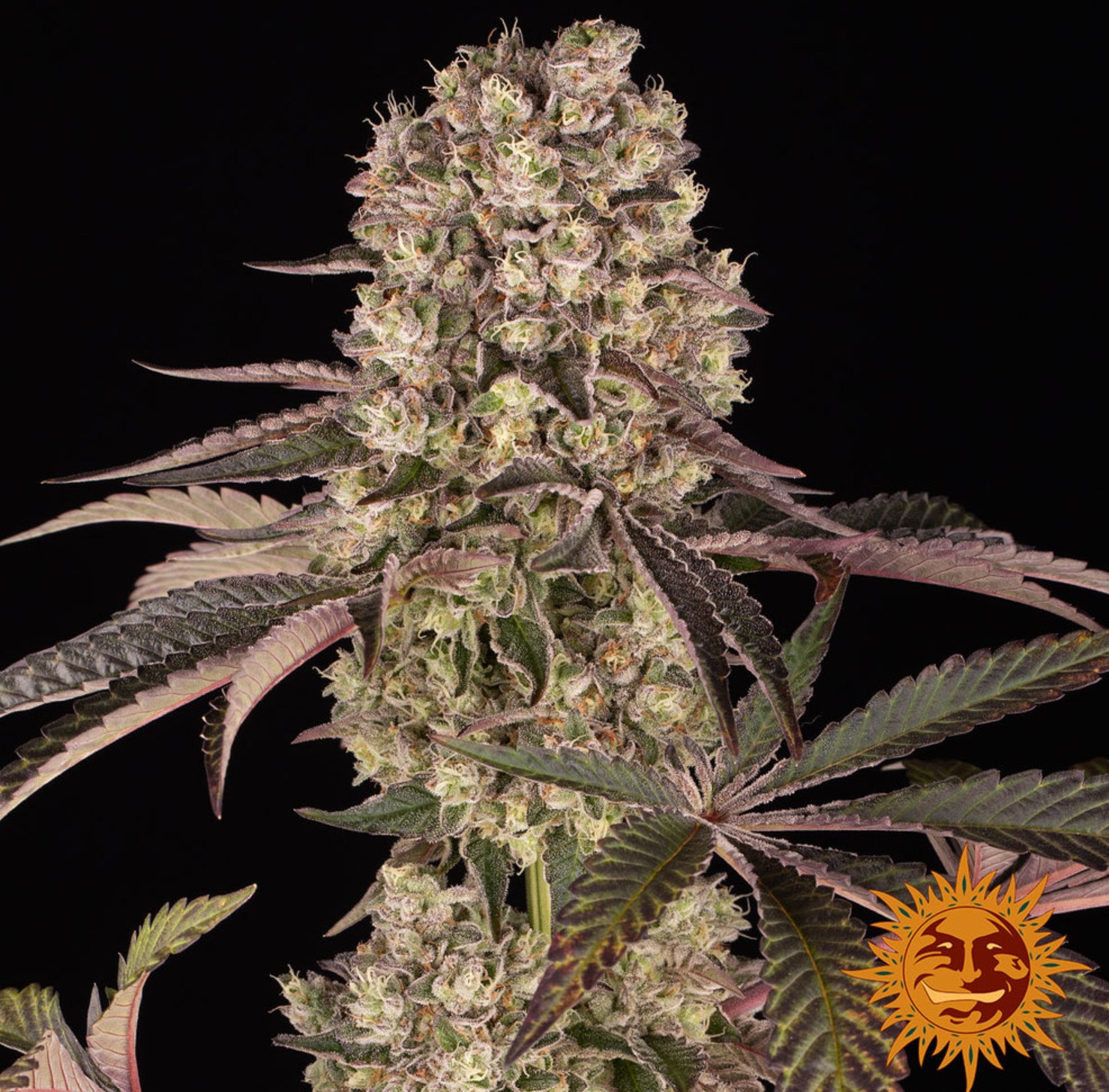 Runtz Muffin, Barneys Farm - Bild 4