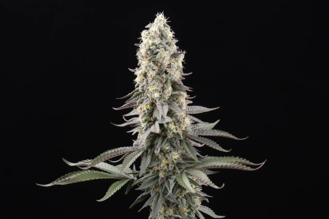 El Dorado OG, Paradise Seeds - Bild 6