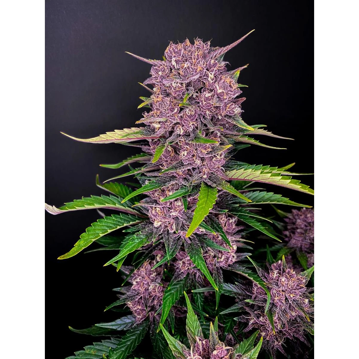 Purple Lemonade Auto