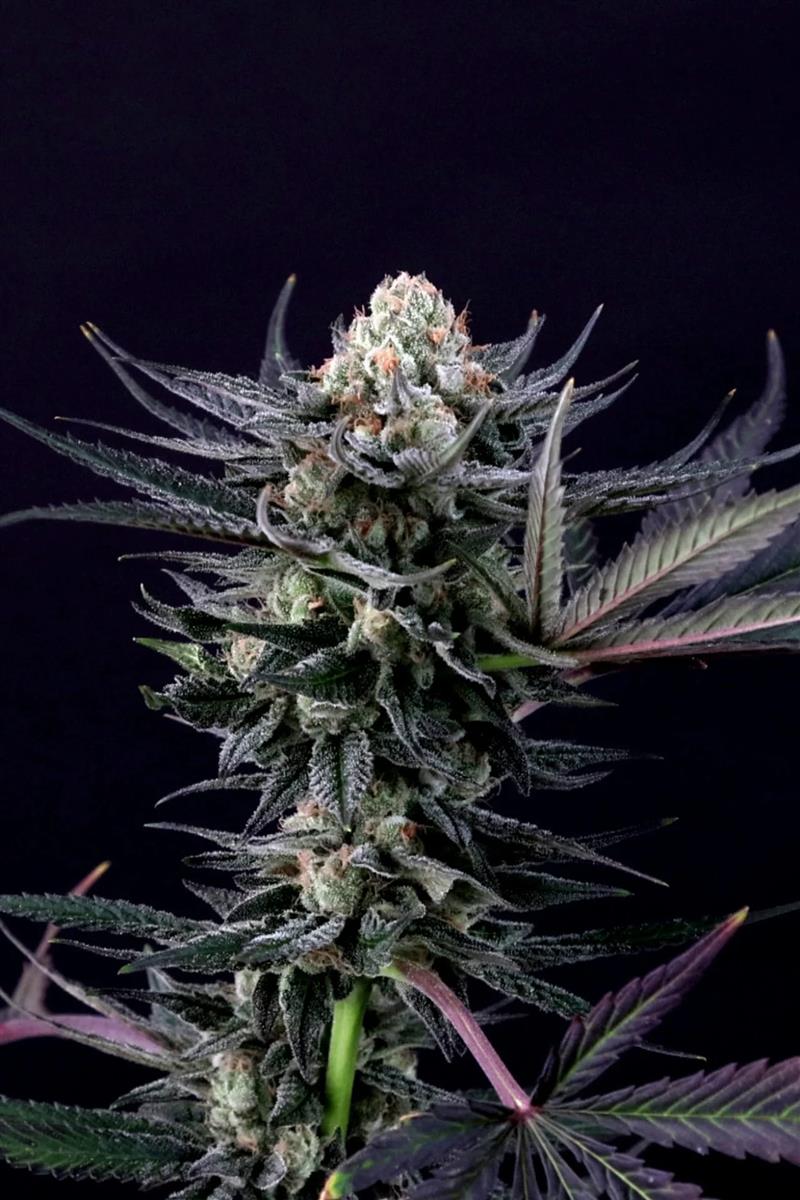 Caramba, Paradise Seeds - Bild 7