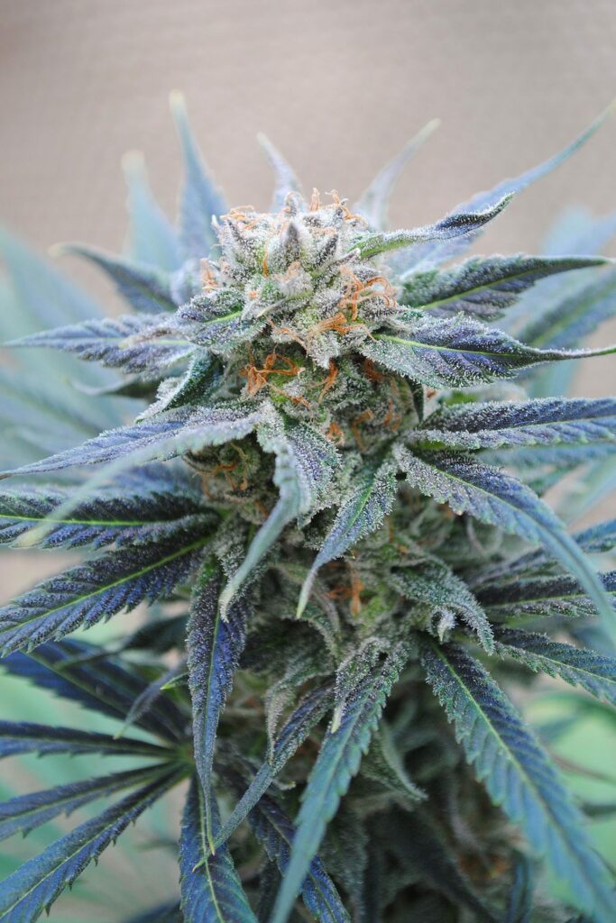 Skunk+