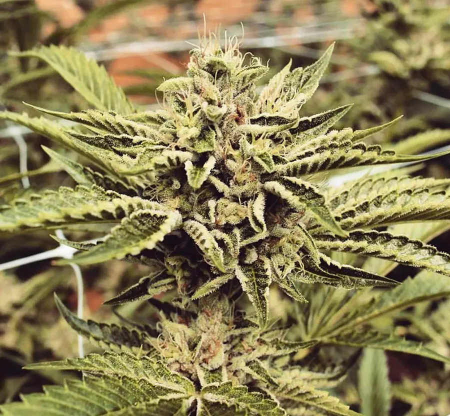 Cinnamon Buddha OG - Bild 3