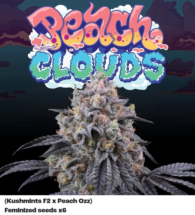 Peach Clouds, Perfect Tree - Bild 1