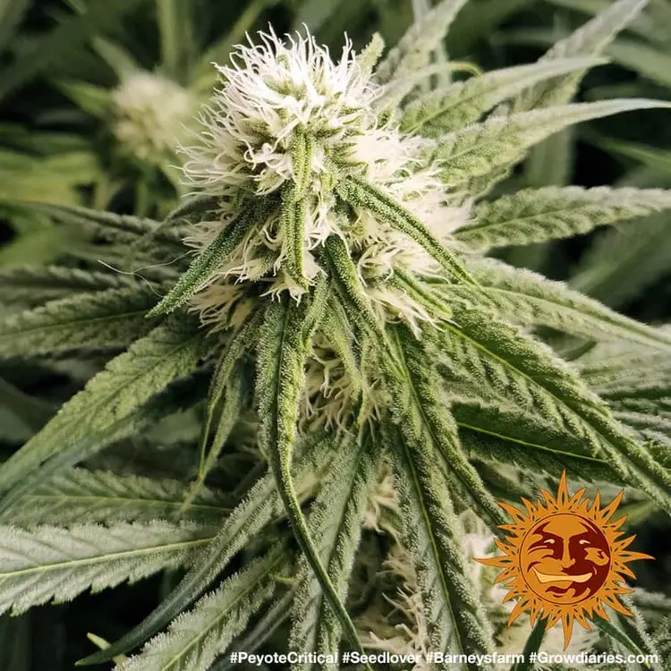 Peyote Critical - Bild 9