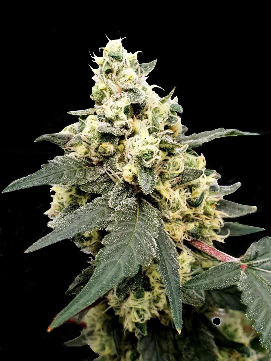 Lemonade Auto, Paradise Seeds - Bild 1