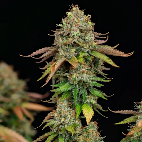 Royal Highness CBD, Royal Queen Seeds - Bild 1