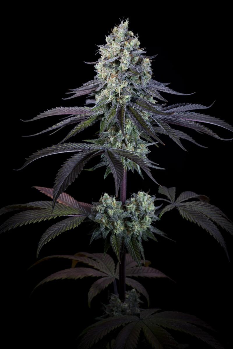 Purple Mints, Paradise Seeds - Bild 3