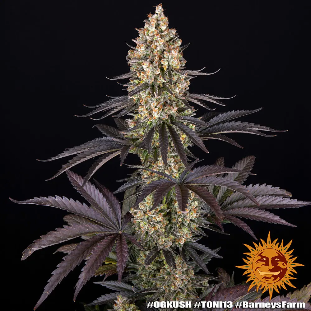 OG Kush - Bild 3